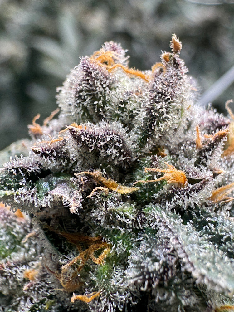 Animals XJ-13 strain