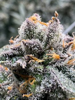 Animals XJ-13 strain - bloom week 7