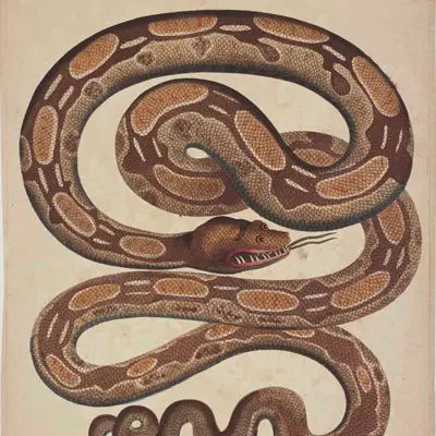 Picture of a boa constrictor curled up on the page. 