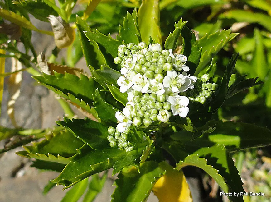 Scurvy grass