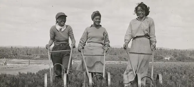 Three women planting seedlings.