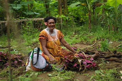 A woman sitting on the ground in a tropical forest harvesting yam.