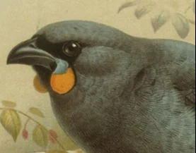 Detail of a painting of a bird