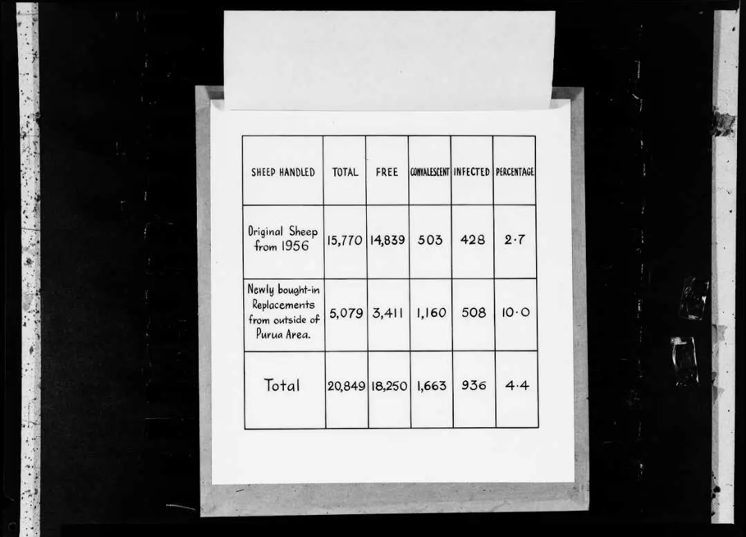 Sheep shearing data, photographed by K E Niven and Co of Wellington.