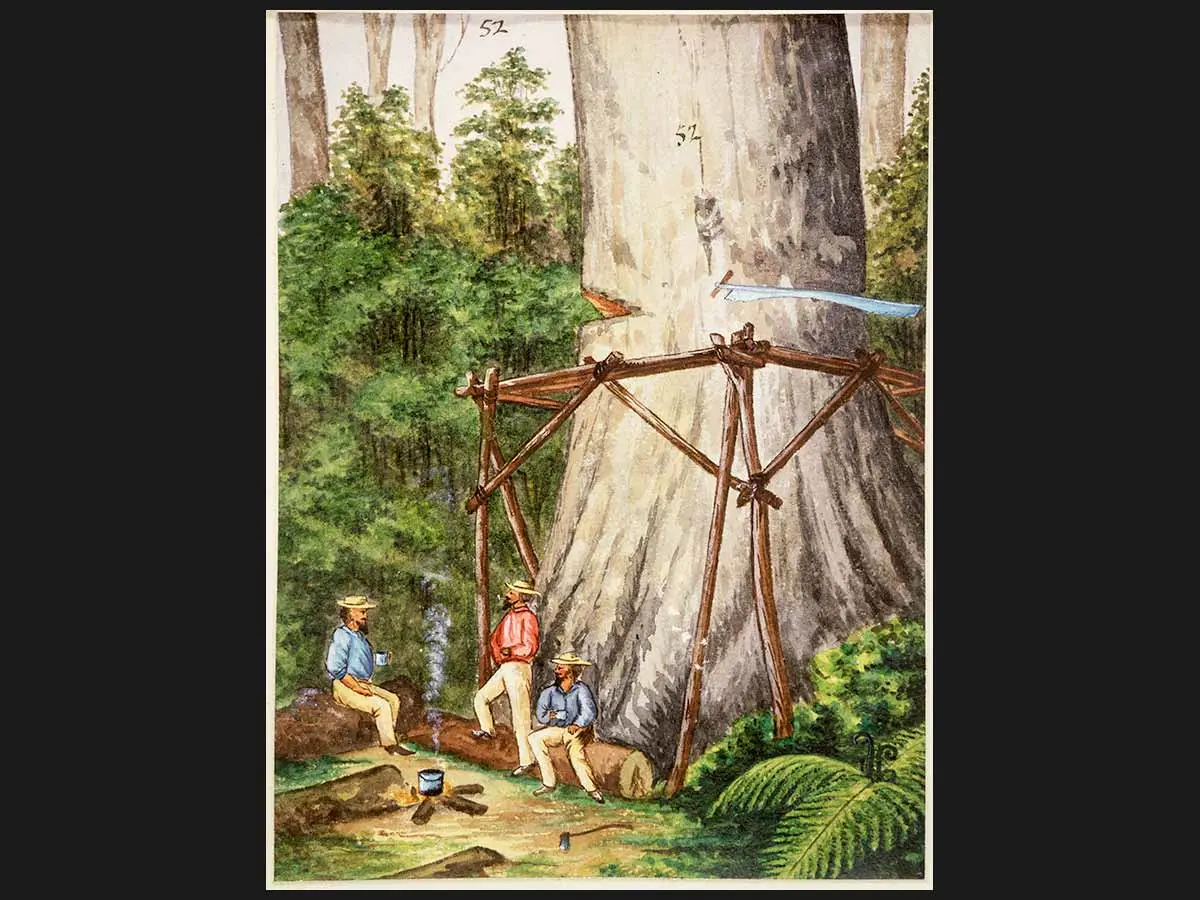 A painting showing 3 workers having a tea break on logs at the base of a huge kauri tree. Their billy is boiling over a small fire and a wooden scaffold is at the base of the kauri trunk with a cross-saw in the trunk just above the scaffold. A scarf (wedge) has been cut on the opposite side.