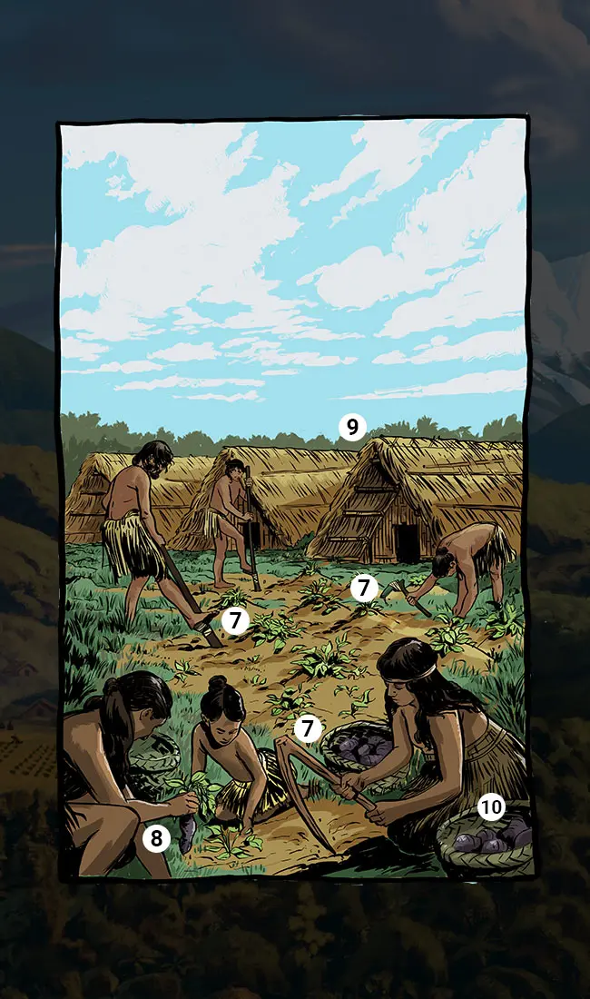 Colour illustration showing Māori women and men digging for kūmara in a garden. Elements of the illustration are numbered 7 to 10 so can be referenced with the associated text.