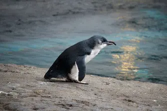 A penguin.