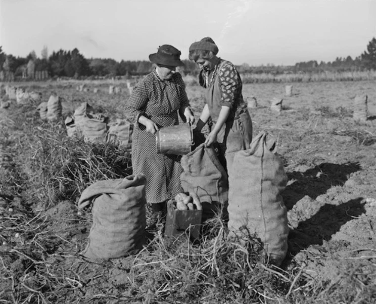 Two women in a field putting potatoes in sacks.