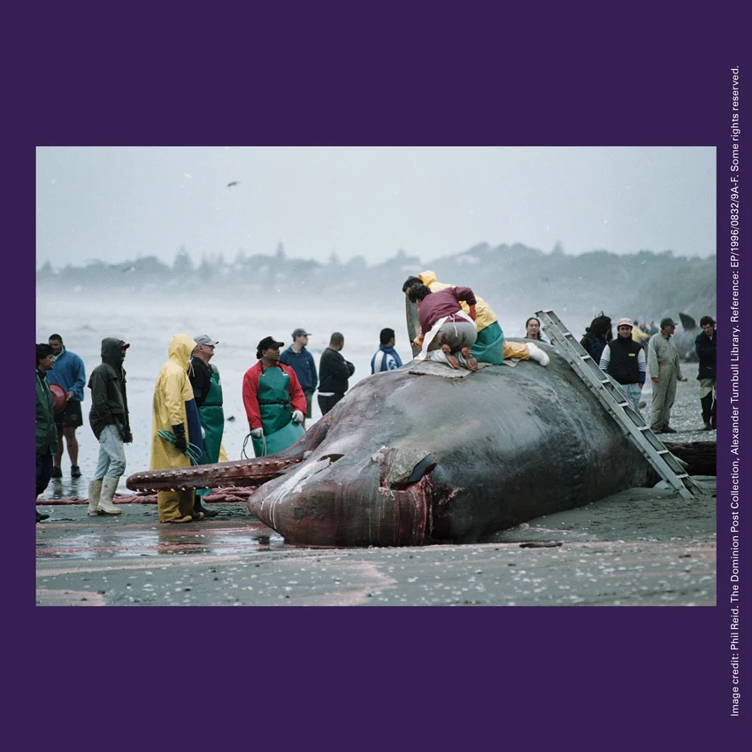 Front of curiosity card TMCC14 with an image of Māori removing the jawbones from a dead sperm whale at Paekākāriki