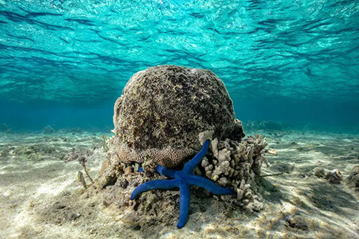 Blue starfish on bleached coral.