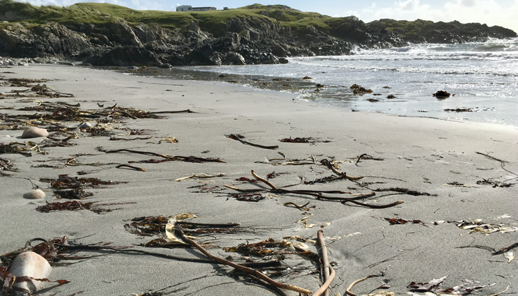 Tiree beach with lots of kelp and sticks