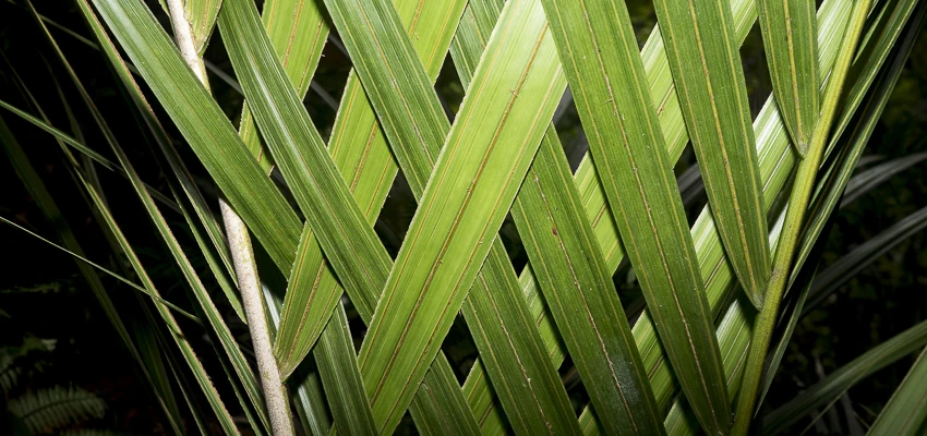 Nikau frond leaves woven into a natural pattern.