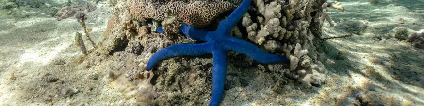 Blue starfish on bleached coral.