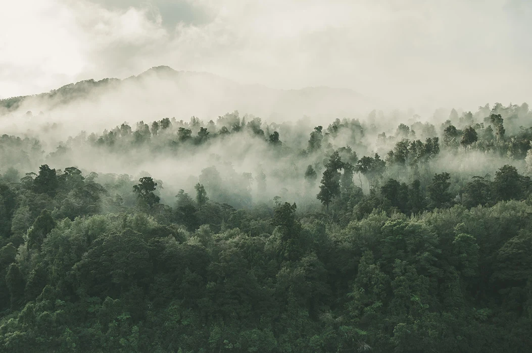 Colour photograph showing fog covering dense bush.