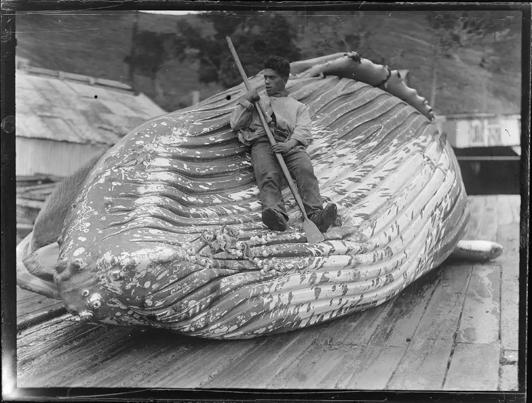 Black and white photograph of a Māori whaler holding a flensing spade and lying on the throat grooves of a whale carcass.