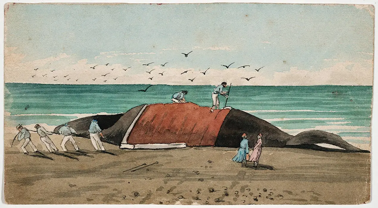 Watercolour painting of a beached whale. Two women watch as 6 men remove the blubber.