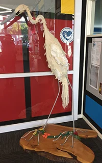 Kōtuku bird in the school library