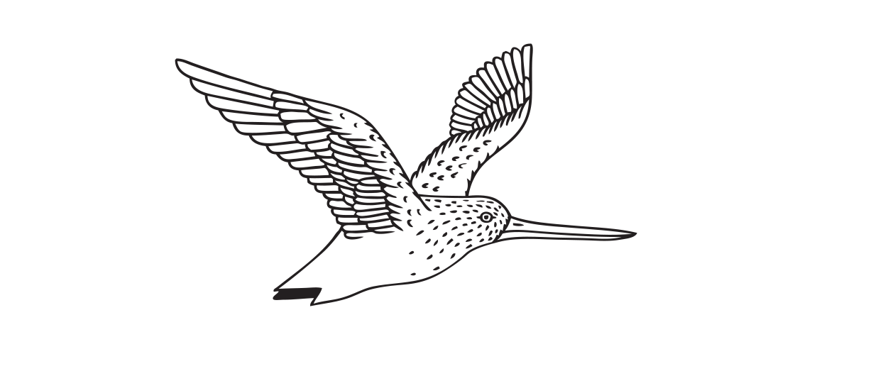 Illustration of a flying kuaka.