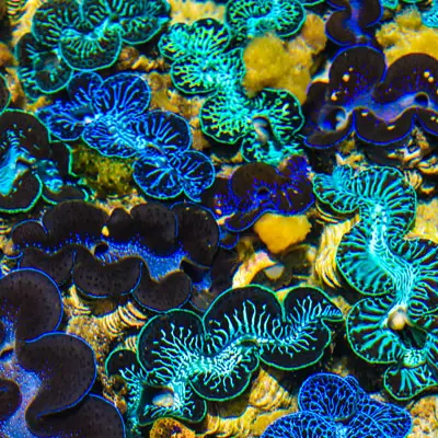 Beautiful curvaceous blue, green, black and yellow plants or creatures in the ocean.