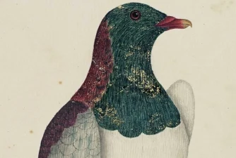 Watercolour, paint and ink image of Norfolk Island pigeon.