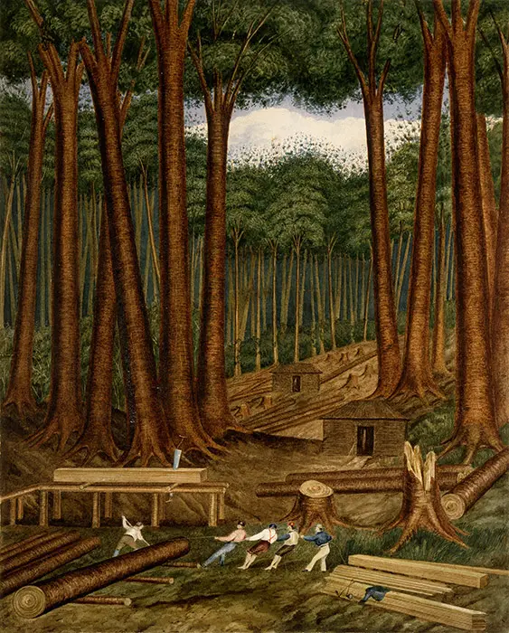 Colour artwork of kauri logging, with workers moving logs on a kauri forest floor during early European settlement of Aotearoa NZ.