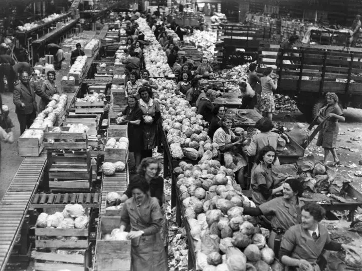 Interior of a food dehydration plant in Pukekohe during World War II. Shows women workers and tables of cabbages.