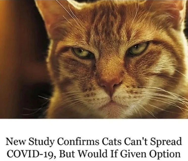 Meme with an image of cat with half-closed eyes appearing to look quite mean followed by the words, "New study confirms cats can't spread COVID-19, but would if given option".