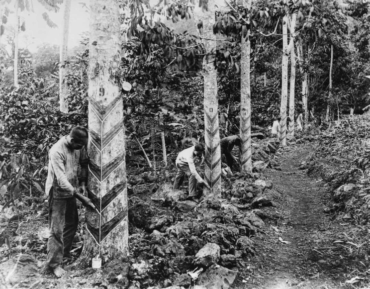 Black and white photo shows a series of rubber trees with men tapping them by scrapping away the bark in regular, arrow-shaped grooves.