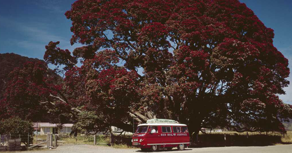 Red pohutukawa tree and small red vehicle. 