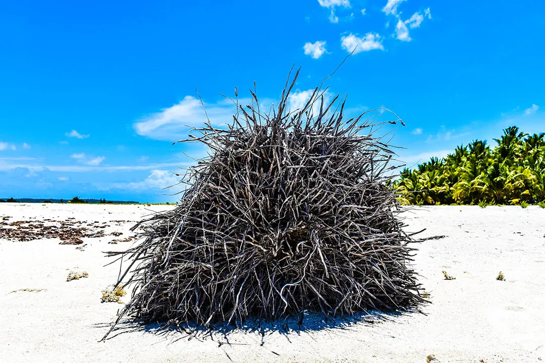 Tera Takai,  Cook Islands