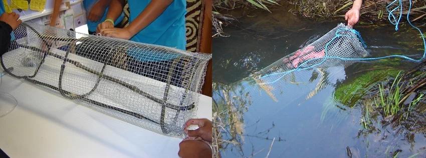 Ākonga at Te Wharekura o Manurewa making a hinaki and catching tuna.