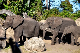 A herd of elephants at Kilimanjaro Safari.