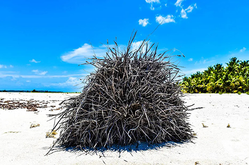 An uprooted tree on a white sand beach.