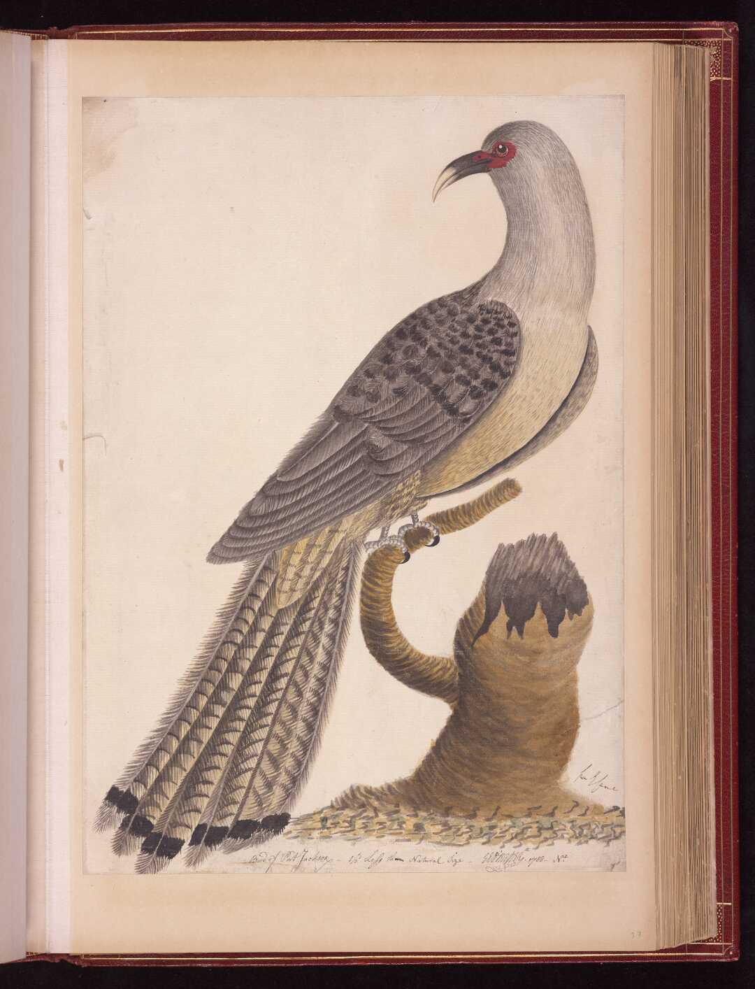 Bird of Port Jackson 1/3 less than Natural Size
