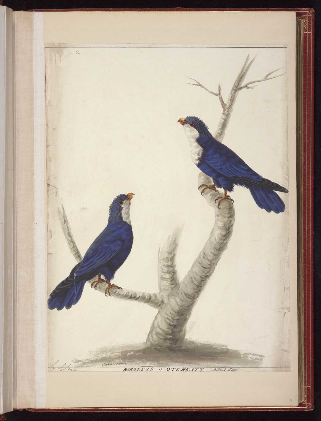 Parokets of Oteheate Natural Size,ca 1785