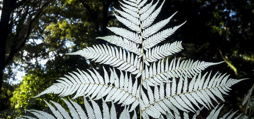 Photograph showing the underside of a silver fern.