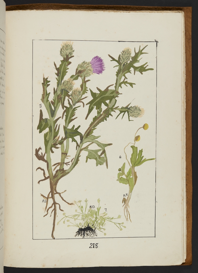 Coloured illustration of a thistle.