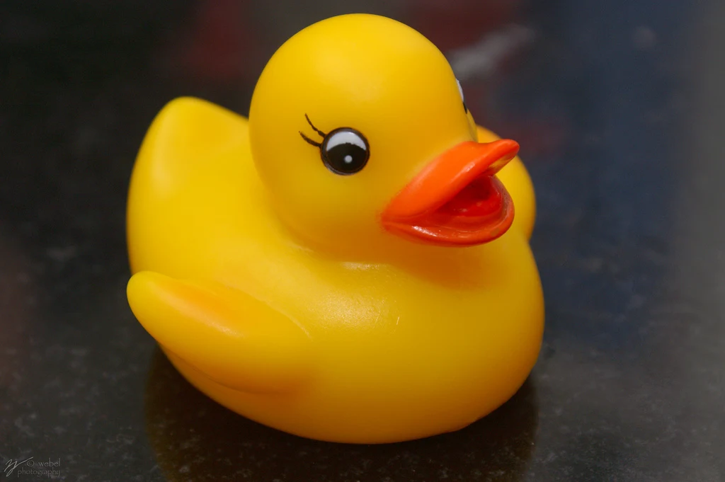 A rubber duck.