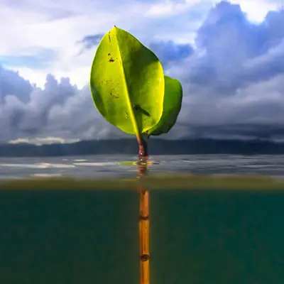 Plant growing out of the water with one very green leaf showing above the water. Background is brooding grey clouds. 