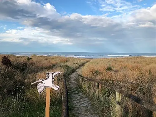 Colour photograph of a kuaka (bar-tailed godwit) cut out held in front of Porangahau Beach. It shows a path through the dune grass to the beach.