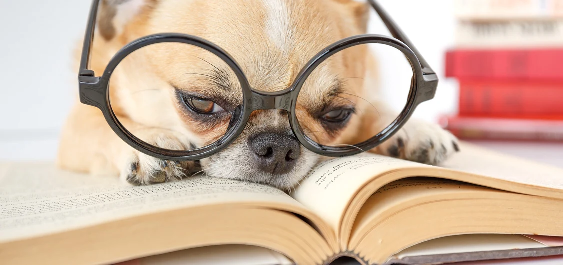 Small dog wearing glasses looking like a reluctant reader. He is resting his head and front paws on an open book.