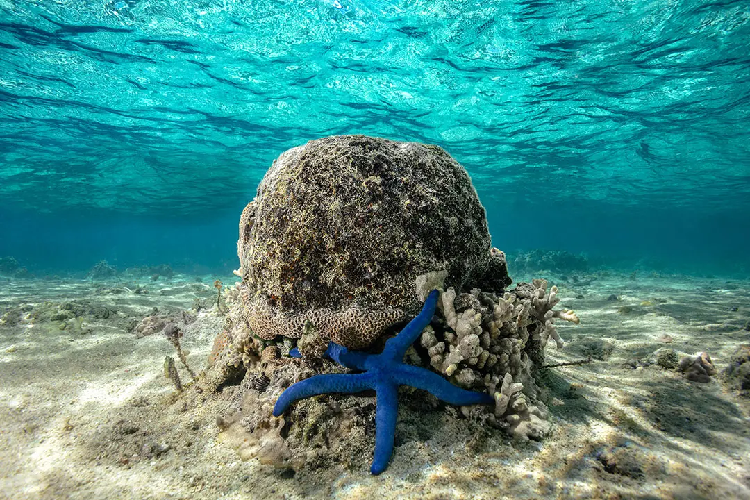 Blue starfish on bleached coral under a turquoise ocean  