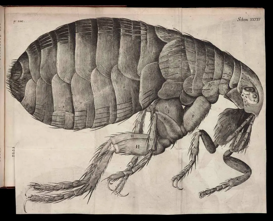 A large anatomical drawing of a flea.