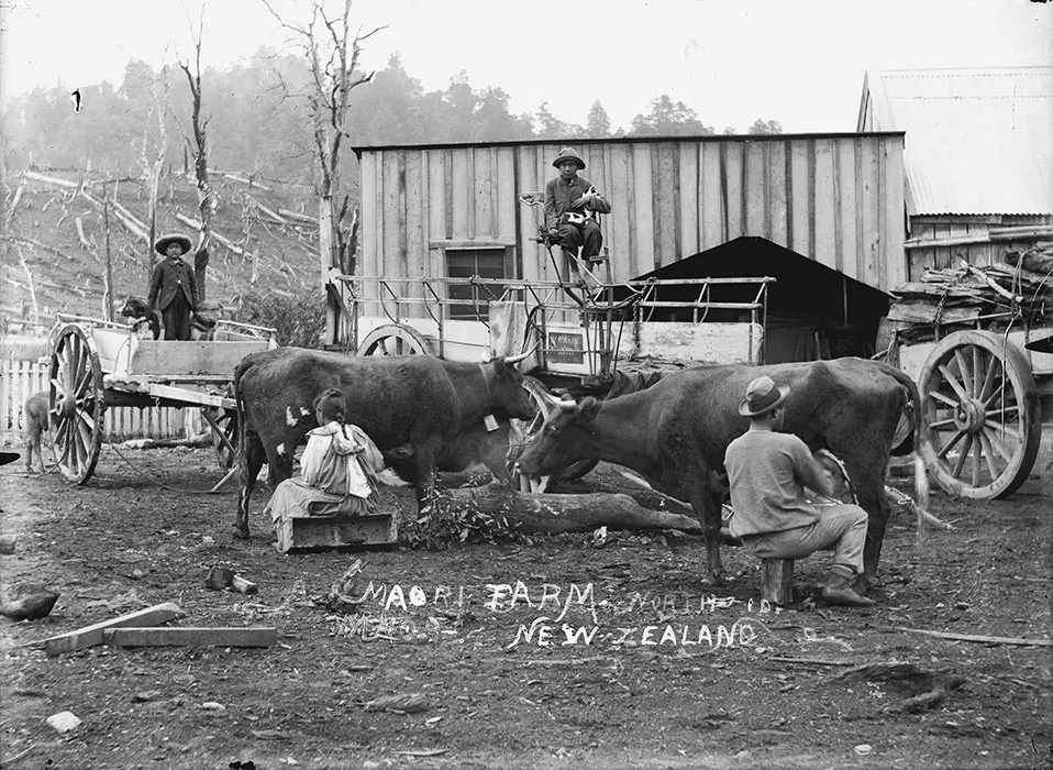 Black and white photograph of Māori farmers. A man and woman milk 2 cows, with 2 children and dogs behind them.
