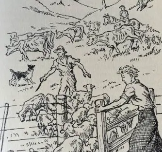 Illustrated back from a Mary Scott book, showing sheep being herded.