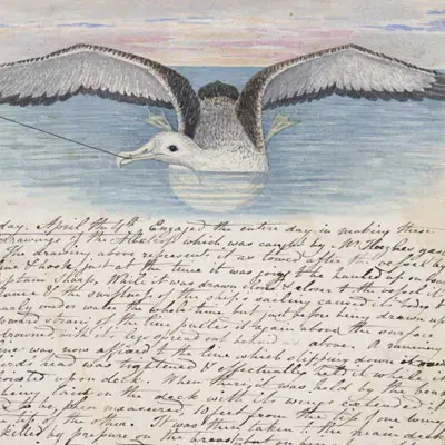 Drawing of a seagull with a hook in its mouth.