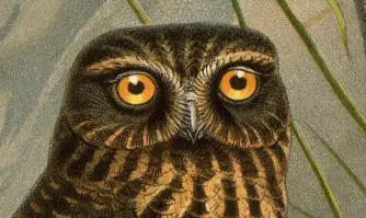 Detail of Morepork, Spiloglaux novae-zealandiae and Laughing owl.