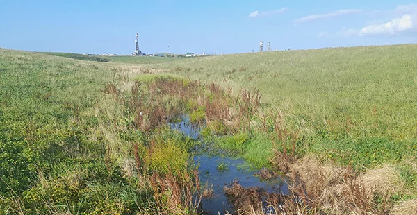 A swampy area of a grass paddock.