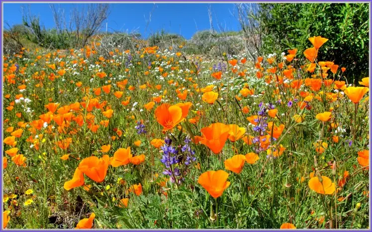 A field of orange, gold, yellow, white and purple flowers.