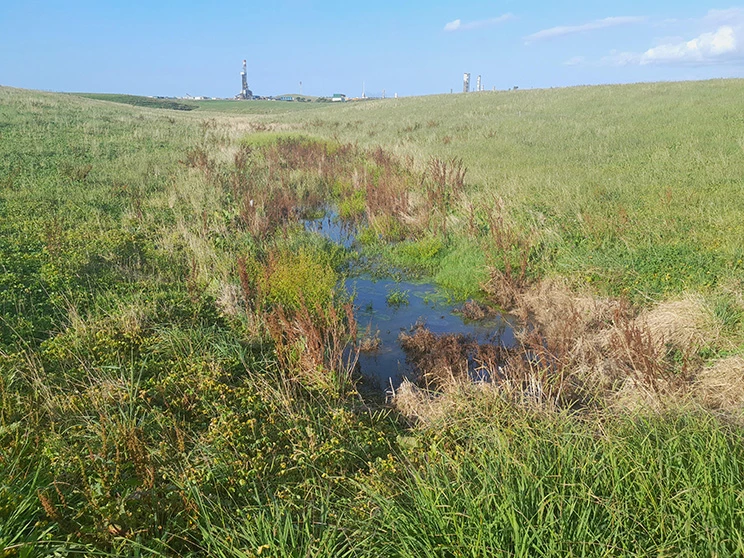 A swampy area of a grass paddock.